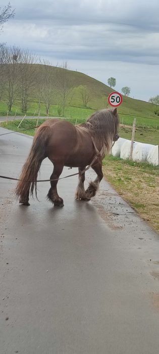 Reprezentacyjna klacz