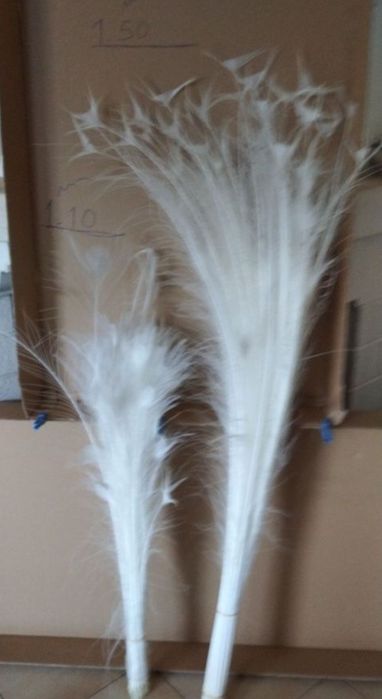 Vendo penas de pavão branco