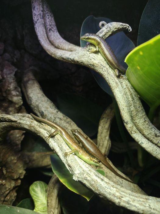 Scynki nadrzewne Dacia olivacea