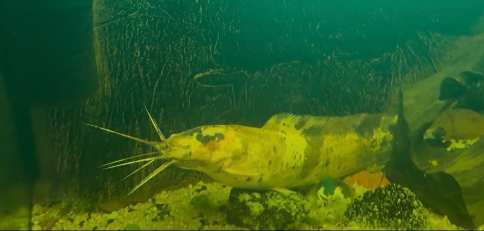 Clarias sum Clarias