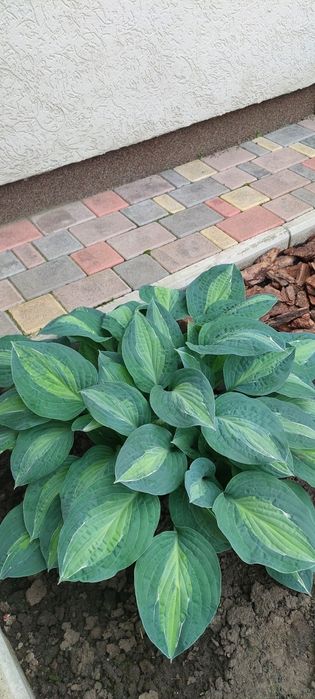 Сортовая хоста Kiwi Full Monty