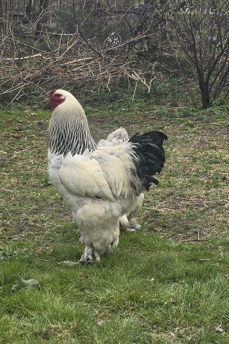 Brahma Olbrzymia jaja lęgowe