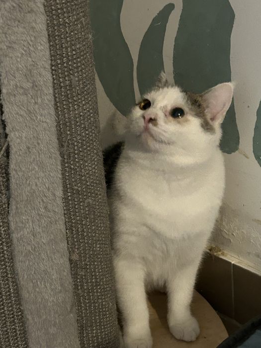 Mlody 6 miesieczny kocurek szuka domu