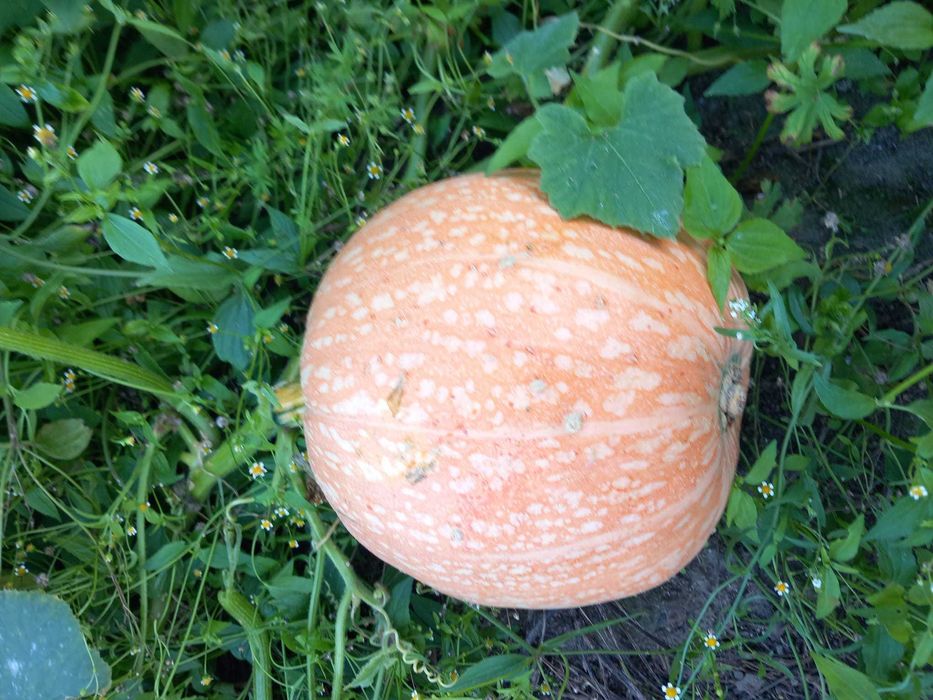 Dynie jadalne różne rodzaje