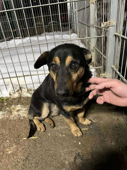 Morus po smierci własciciela trafił za kraty