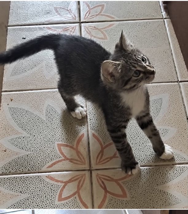 Маленький котик Табі шукає свою родину кошеня кошенята  кіт