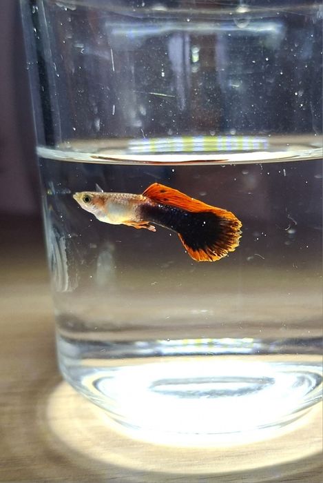 Gupiki 8 sztuk gupik