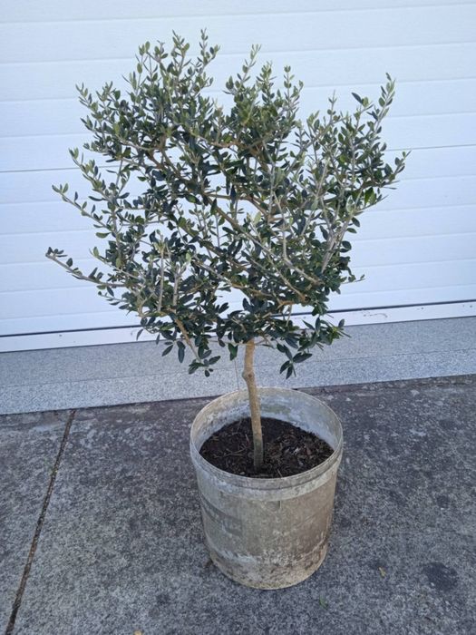 Vendo oliveiras bonitas para jardim