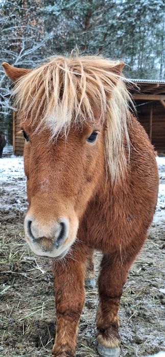 Kasztanka do adopcji