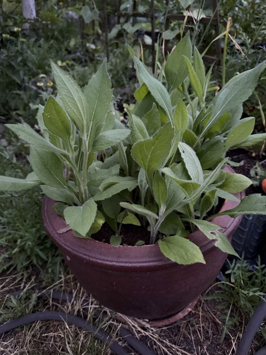 Rudbekia dwubarwna, sadzonki kopane z gruntu, 10szt.