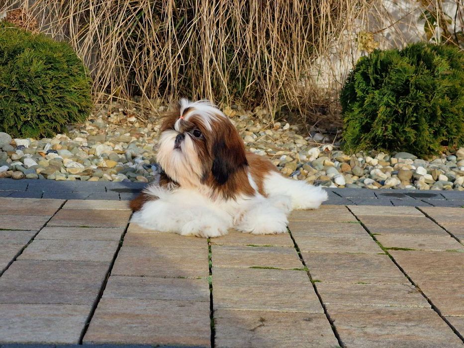 Shih-tzu dziewczynka na sprzedaż FCI