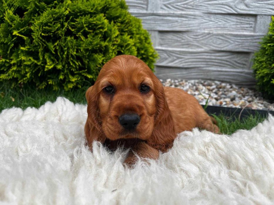 Piesek Cocker spaniel angielski