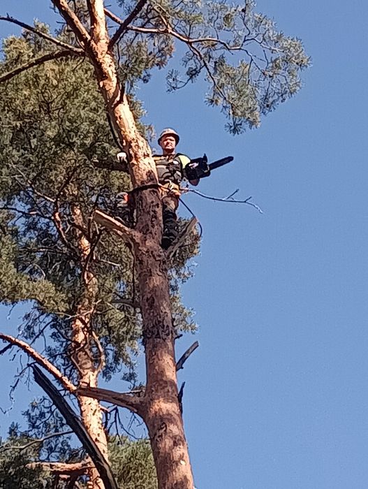 Спил деревьев, обрезка веток,, арбористика,,спилим дерево любое