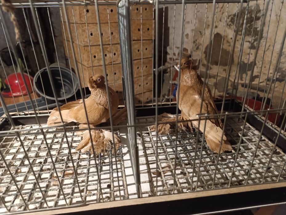 Wywrotki wschodniopruskie  gołębie