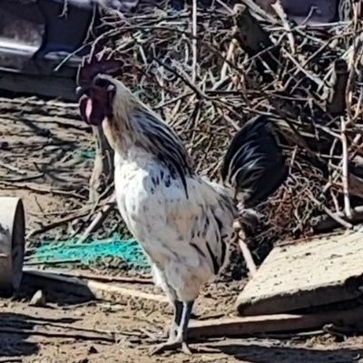 Курчата Люйкедандзи