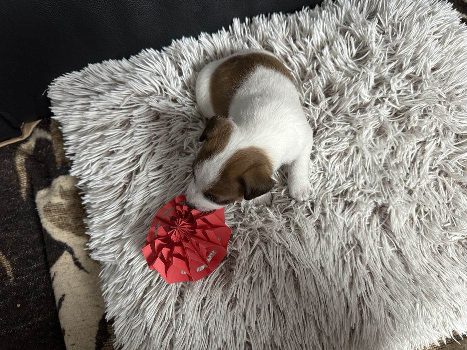 Jack Russell terrier suczka