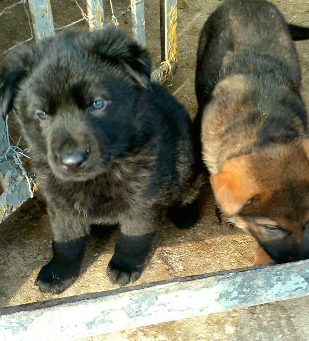 Цуцики Німецької вівчарки.