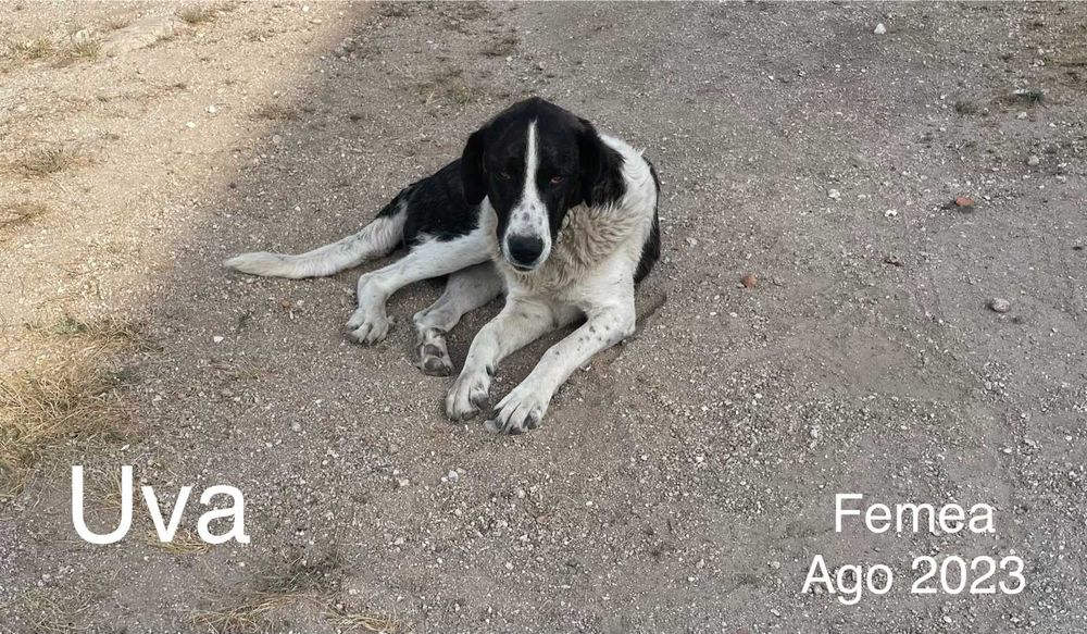 Procuro um novo lar para os meus cães.