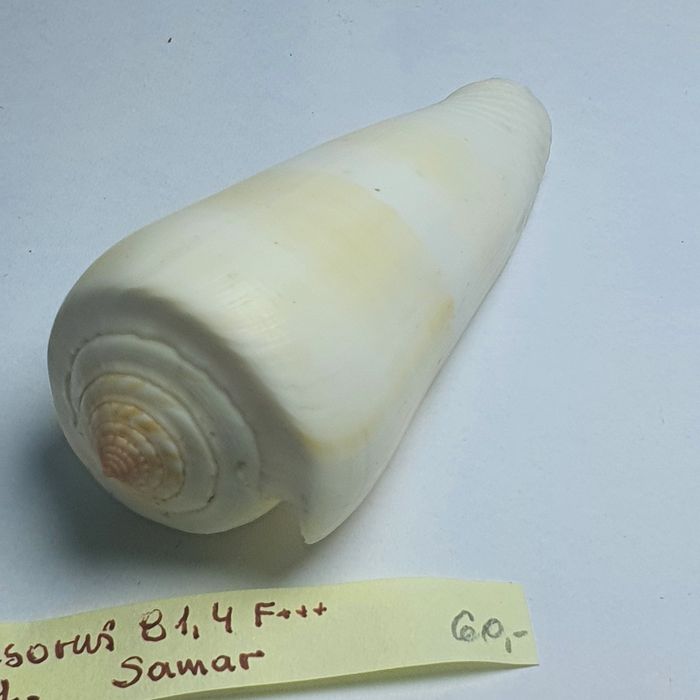 Conus  Consorus.