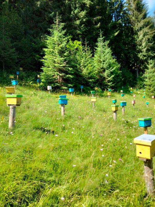 Натуральний крем-мед з Карпат