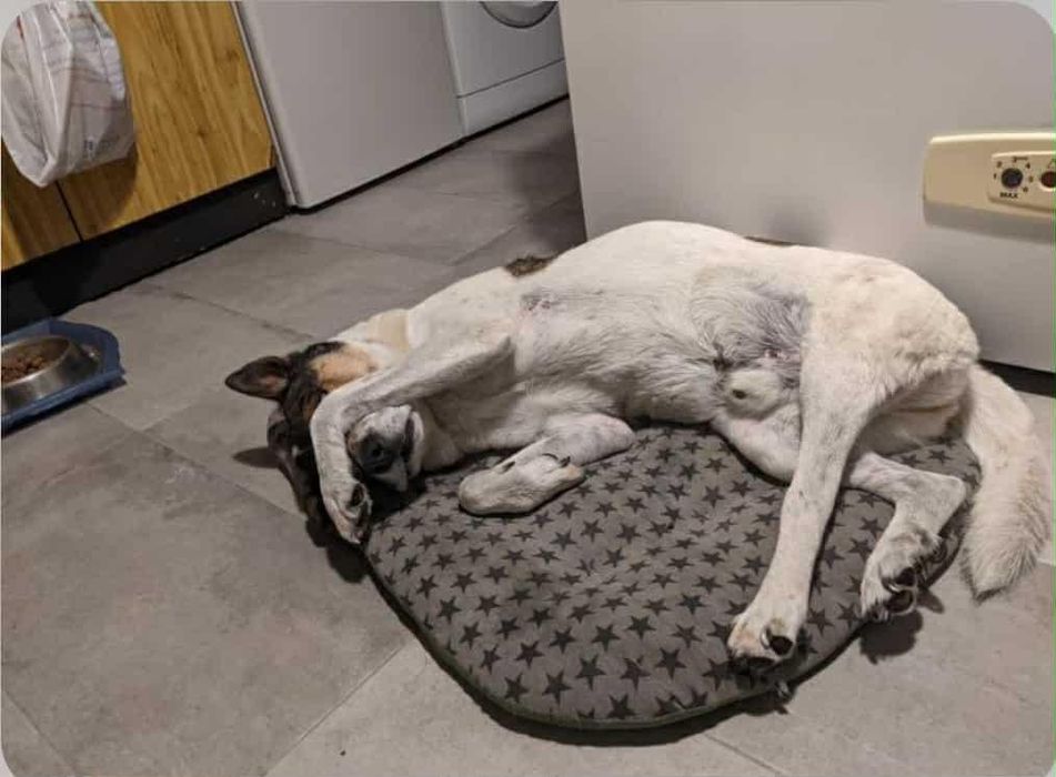 Caozinho para adopção responsável