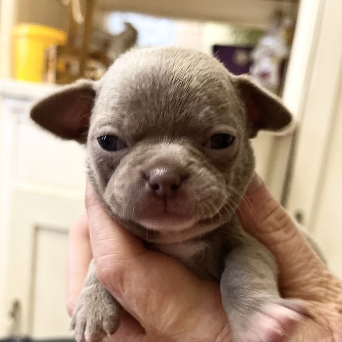 Ліловий міні хлопчик чіх тайська лінія