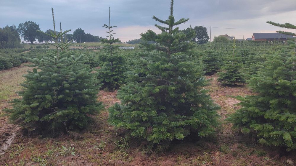 JODŁA KAUKASKA kopana w donicy 60-150cm. Choinki, plantacja choinek