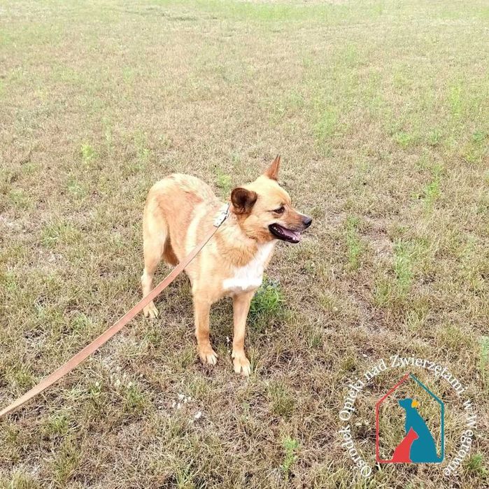 Sunia Ola szuka domu