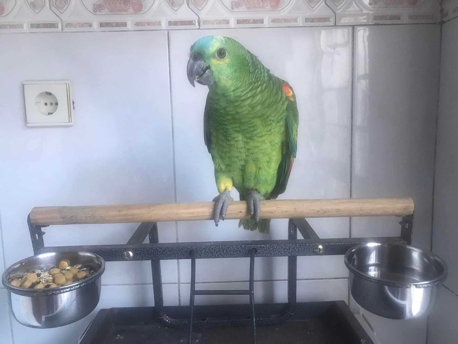 Várias aves disponível