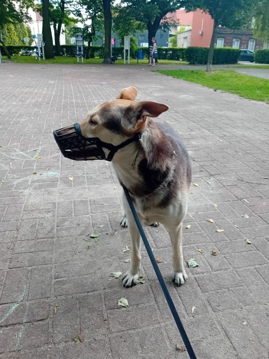 Haeki mieszaniy z owczarkiem