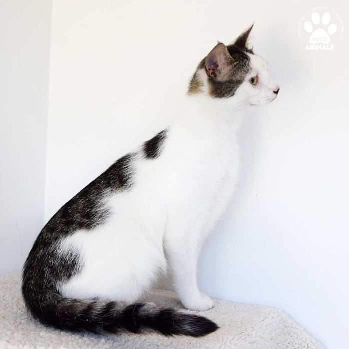 Cudowny kocurek Tornado do adopcji!