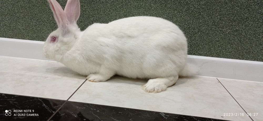 Кролі, кролики, самці , Білий Панон