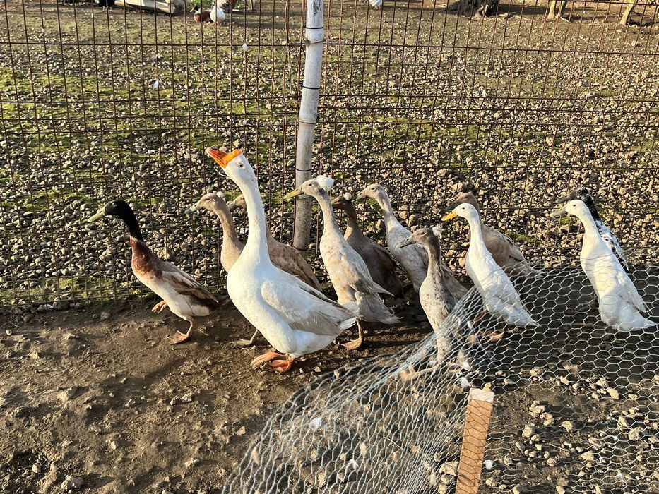 Ovos de patos corredor Indiano