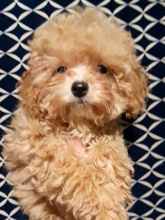 Шикарна карамельна дівчинка чекає родину