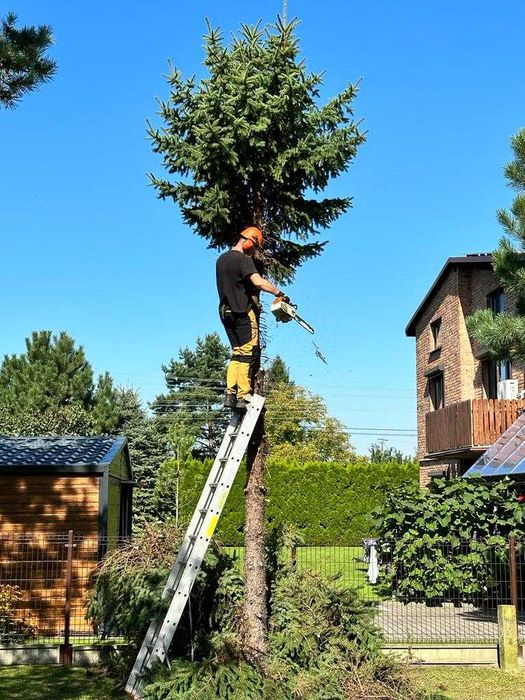Wycinka drzew, przycinanie tui, nasadzanie żywopłotów