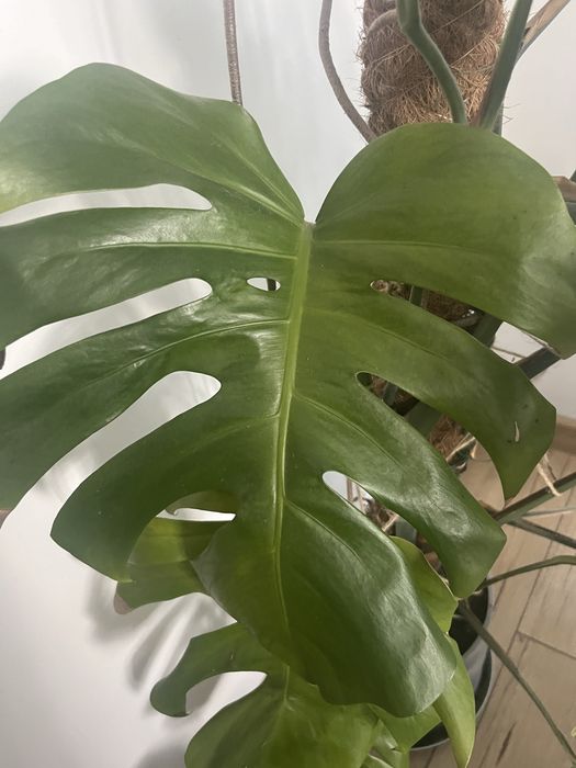 Monstera Deliciosa