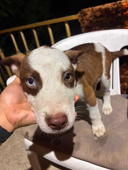 Cães para oferecer