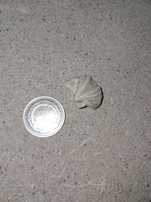 Skamieniałości, krzemienie i minerały