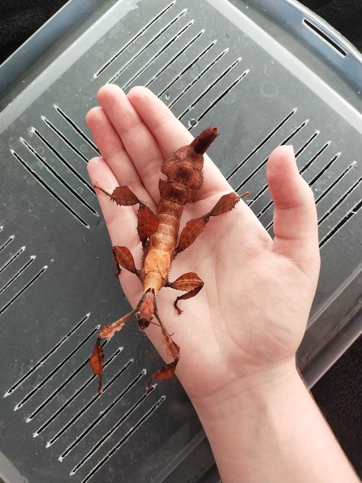 Jaja straszyków australijskich