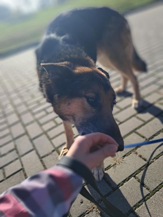 Leni PILNIE szuka domu!!