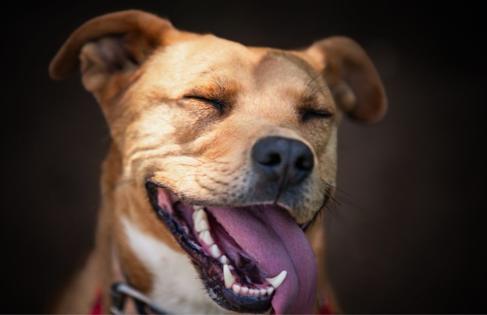 Młody, zwariowany, oddany i kochający amstaff w schronisku. Supet pies