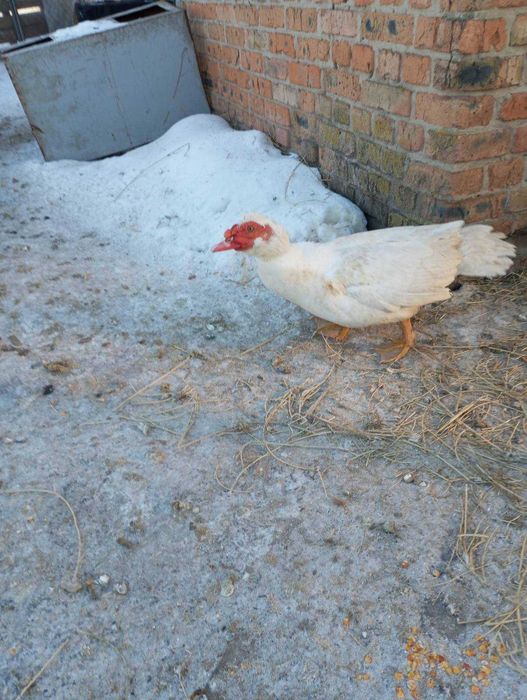 Качки мускусні шипуни