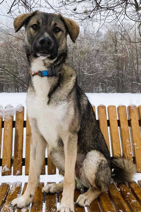 Кобель молодий в турботливі руки