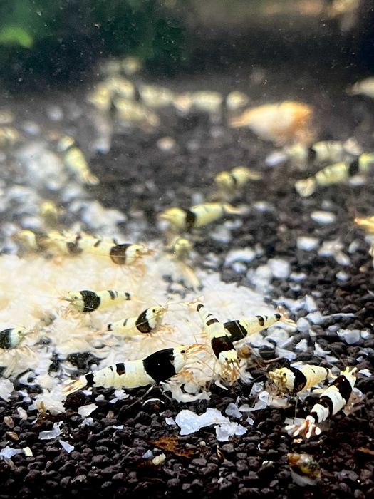 Pure Black Line Pbl - krewetki Caridina