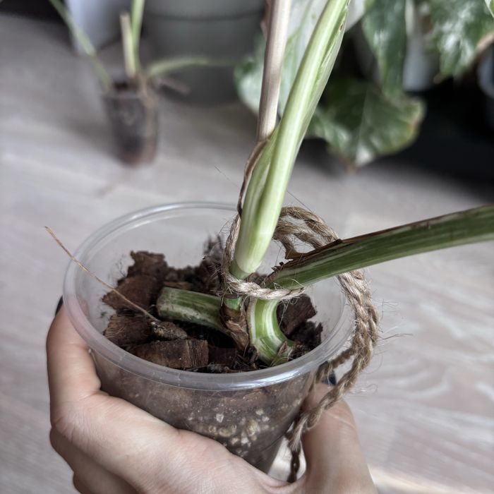 Монстера Альба на 3 листочка