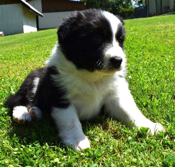 Piesek Border Collie do rezerwacji