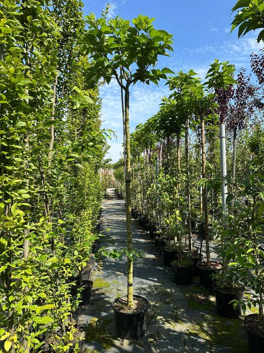 Morwa biała ‘Macrophylla’ C30 Pa 220 cm, obwód pnia 10–12 cm