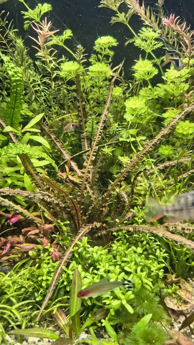 Rośliny akwariowe mix 50