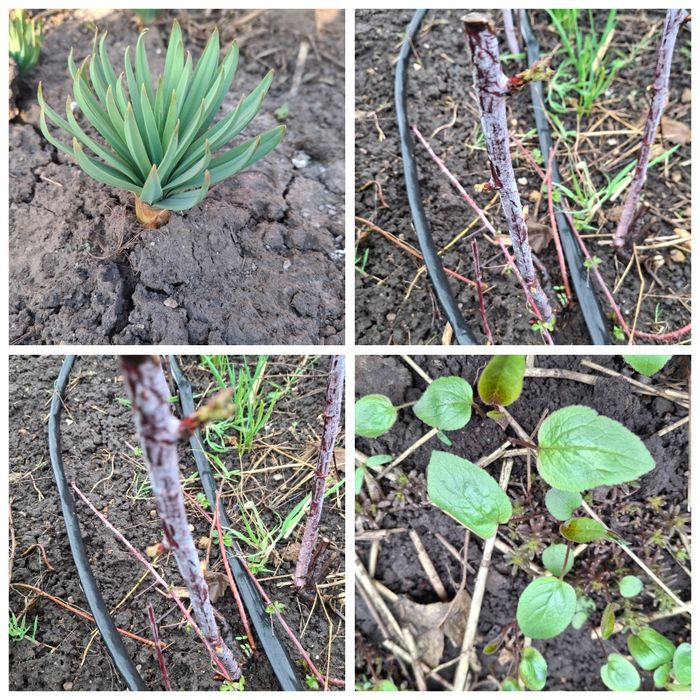 Садовые цветы, свои