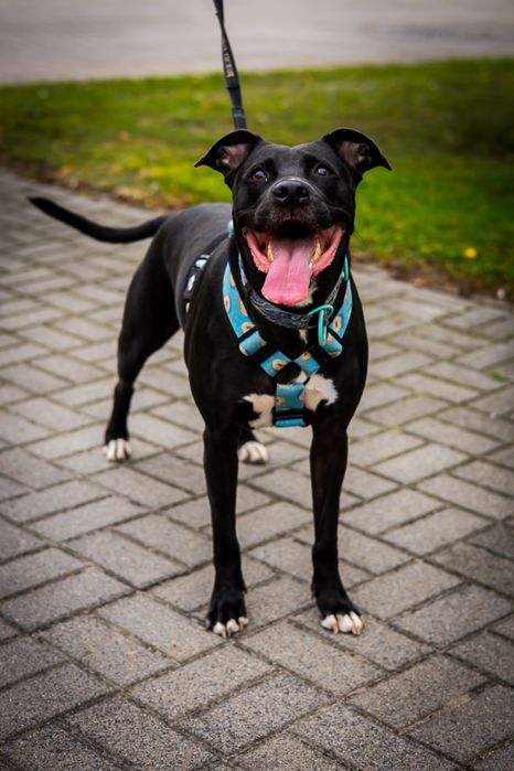 Suczka pitbull szuka domu , adopcja, staffik, amstaff